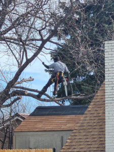 An arborist with a chainsaw trimming tree branches over a rooftop, performing tree service for Old Pro Tree Management in Great Falls, MT.