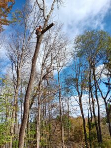 An arborist high in a tree, trimming branches with cut limbs on the ground below, showcasing tree service by S&D Tree Service LLC in Schenectady, NY.