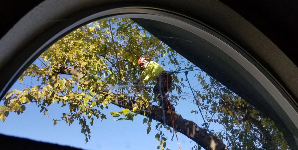 An arborist from Bud's Tri County Tree Service actively trimming a tree with a chainsaw in West Sacramento, CA