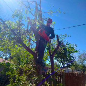 An arborist using a chainsaw to trim a tree for Central Colorado Tree Service in Colorado Springs, CO.