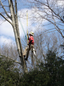 An arborist using a chainsaw to trim a tree, generating wood waste for Wood Recycling Site / Brush Dump in Rochester, MN