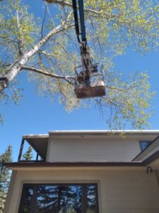 An arborist trimming tree branches from a bucket lift for All American Arborists in Rock Springs, WY.