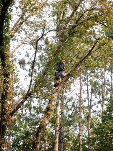 An arborist high in a tree performing trimming services for Green Way Landscaping LLC in Iowa City, IA.