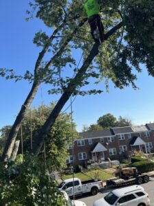 An arborist in a Green Woods Sawmill & Tree service shirt trimming a tree in Bowie, MD.