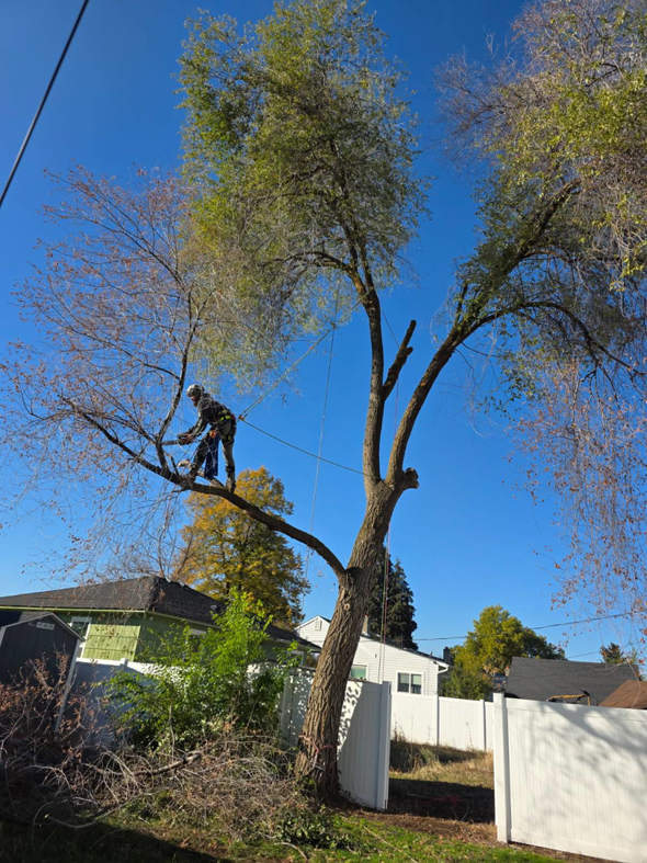 An arborist safely trimming branches from a tall tree at Loughnan Logging-Tree Service in Spokane Valley, WA.