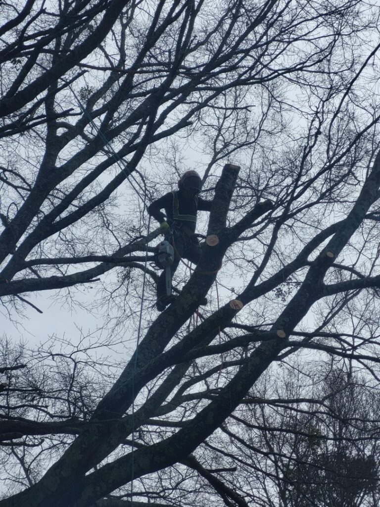An arborist from Morales Services, harnessed with a chainsaw, trimming branches high in a bare tree in Greenville, SC.