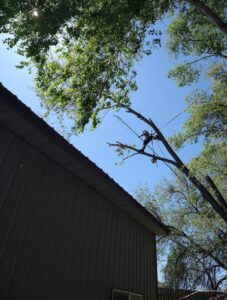An arborist from Pro Cuts Tree Service trimming a tree close to a building in Caldwell, ID.