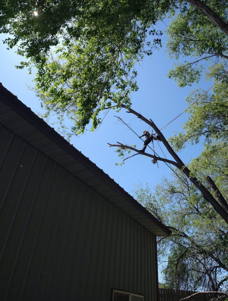 An arborist from Pro Cuts Tree Service trimming a tree close to a building in Caldwell, ID.
