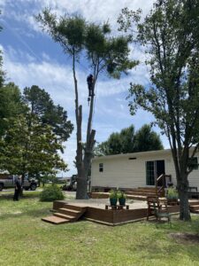 An arborist high up in a tree, trimming branches near a residential house, provided by B&B Tree Service in Wilmington, NC.