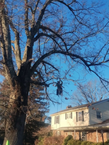 An arborist safely trimming a large tree near a residential house by Mother Nature & Co in Lexington, KY.