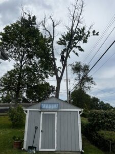 An arborist from Clever Tree Service LLC trimming a tree near power lines in St. Louis, MO.
