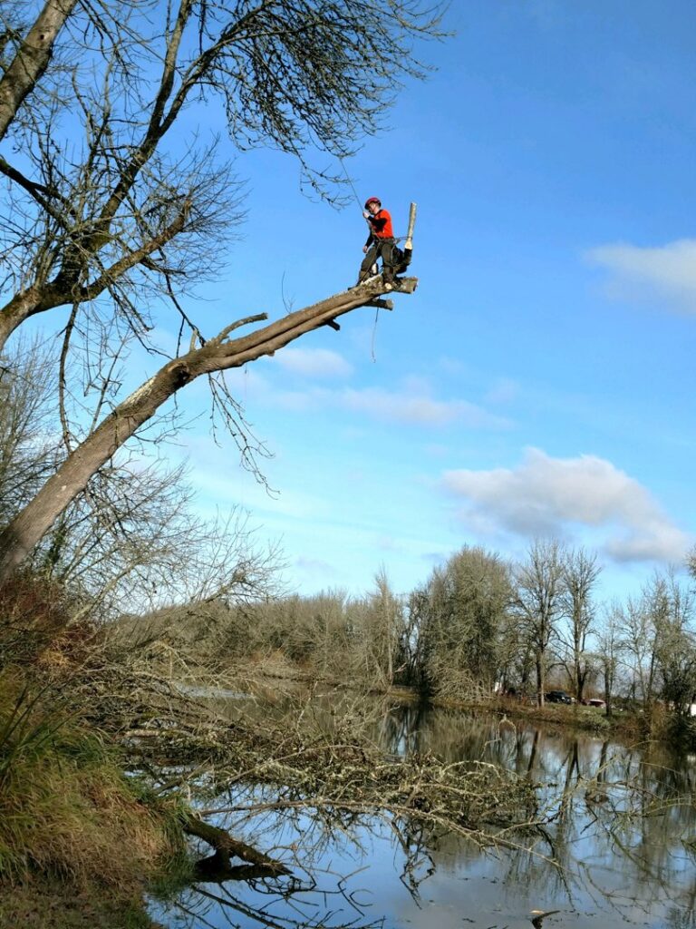 An arborist from Sound Tree Care LLC in Seattle, WA, carefully trimming a tree branch extending over a body of water.