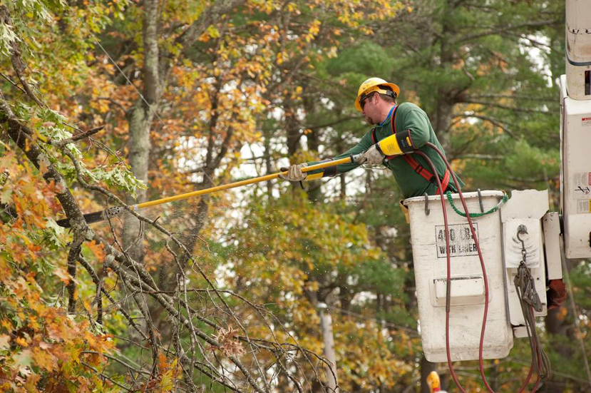 An arborist trimming tree branches with a pole saw from a bucket lift for Corpus Christi Tree Care in Corpus Christi, TX.
