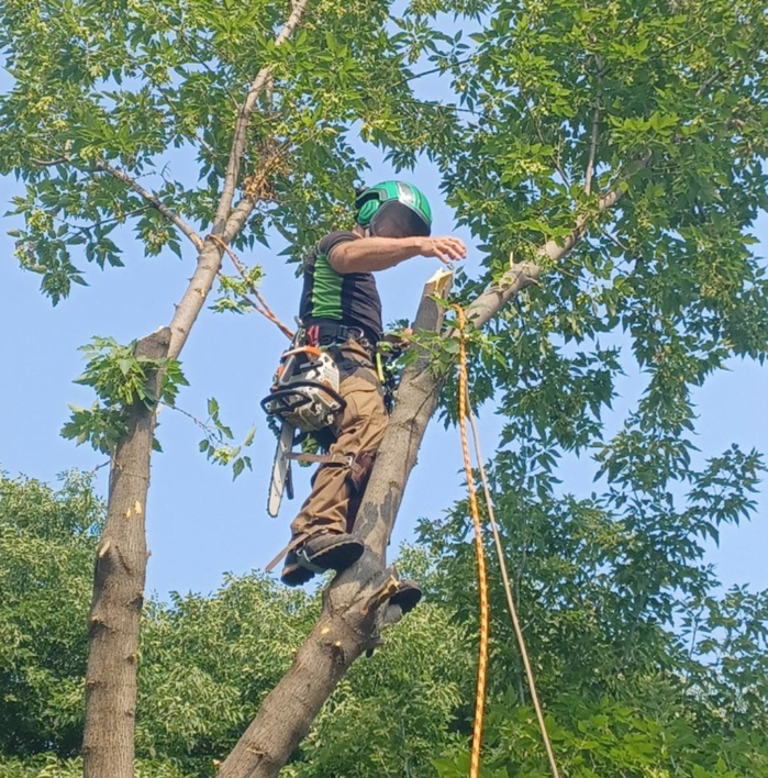 An arborist in a helmet and harness trimming a tree for Riven Tree Service in Appleton, WI.