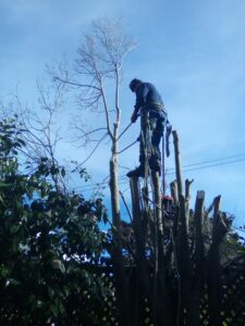 An arborist in safety gear actively trimming a tall tree, removing branches, for Prestige Peninsula Tree Trimmers in San Francisco, CA.