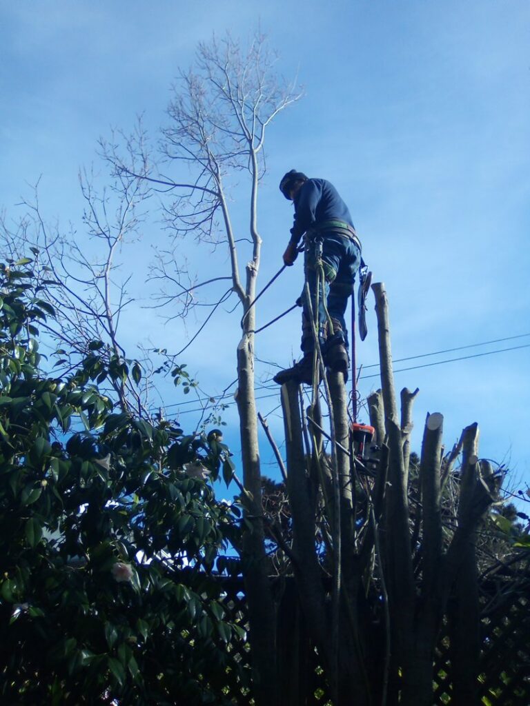 An arborist in safety gear actively trimming a tall tree, removing branches, for Prestige Peninsula Tree Trimmers in San Francisco, CA.