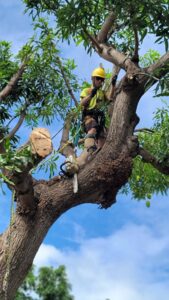 An arborist in safety gear trimming a tree with a chainsaw, showing fresh cuts, performed by ALOHA TREE CARE in Meridian, ID.