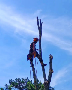 An arborist in safety gear using a chainsaw to trim a tall tree, a specialized handyman service by Canopy Crafters in Rock Hill, SC.