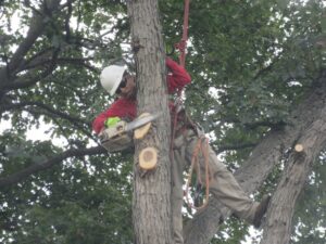 An arborist from Castros Tree Service, harnessed in a tree, trimming a branch with a chainsaw in Spring, TX.