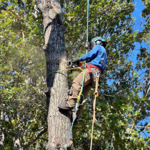 An arborist safely harnessed in a tree, trimming branches with a chainsaw for GVM Tree Service in Raleigh, NC.