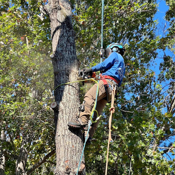 An arborist safely harnessed in a tree, trimming branches with a chainsaw for GVM Tree Service in Raleigh, NC.