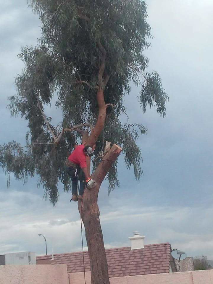 An arborist safely trimming a tree with a chainsaw while secured with ropes for Tree Service in North Las Vegas, NV.