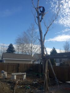 An arborist trimming a tall tree with the aid of a ladder and ropes, showing work by Arbor Services in Fort Myers, FL