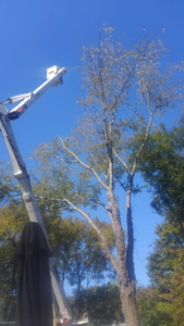 An arborist using a bucket lift for professional tree trimming services by Hughes Tree Service in Murfreesboro, TN.