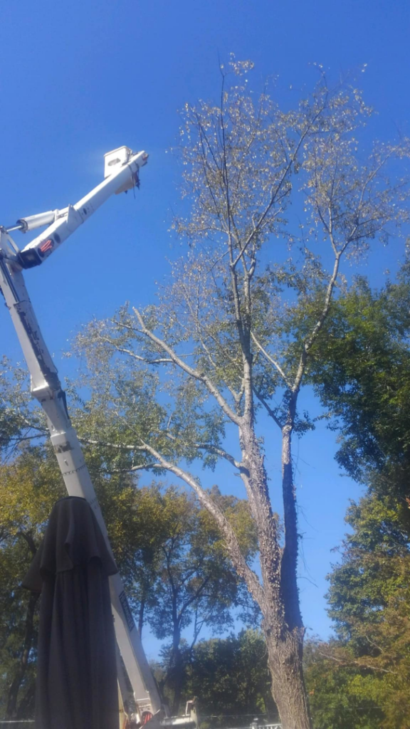 An arborist using a bucket lift for professional tree trimming services by Hughes Tree Service in Murfreesboro, TN.