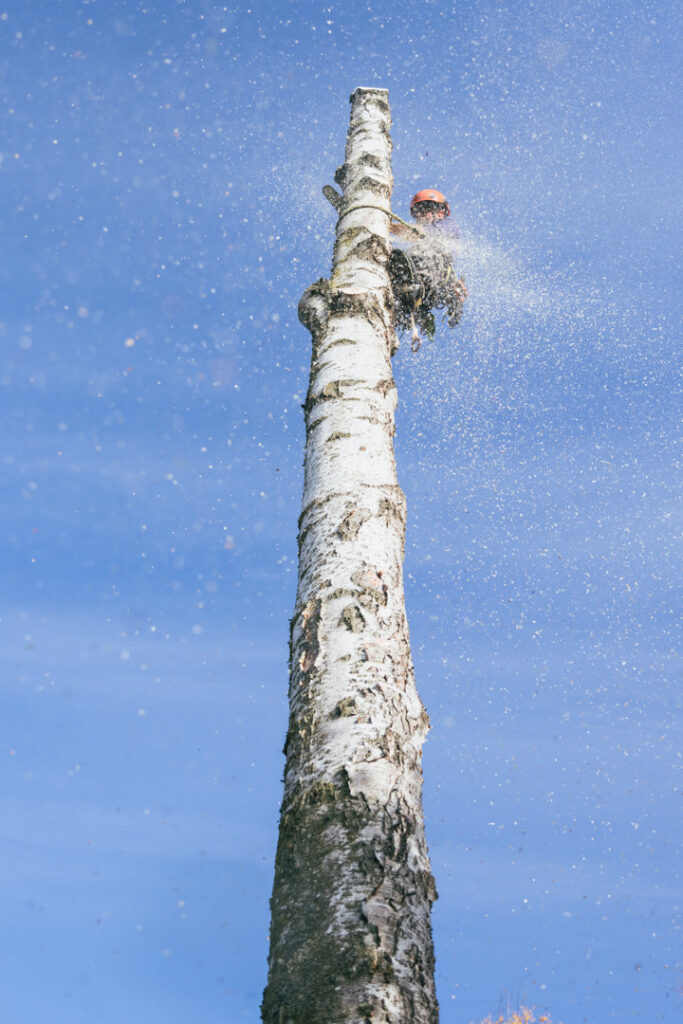 An arborist's view from high in a tree, showing a wood chipper and truck on the ground below, for Boreal Tree Care in Anchorage, AK.