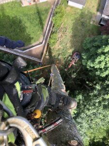An arborist's perspective from high in a tree, looking down at a cut tree and equipment on the ground, by The Honest Arborist in Everett, WA.