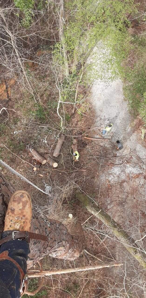 An arborist's view from high in a tree, showing workers on the ground and cut branches below, from J.W. Tree Service in Montgomery, AL