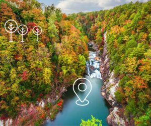 An arborist's view looking down at a freshly cut tree trunk during a tree removal service by Four Sides Tree in Atlanta, GA.
