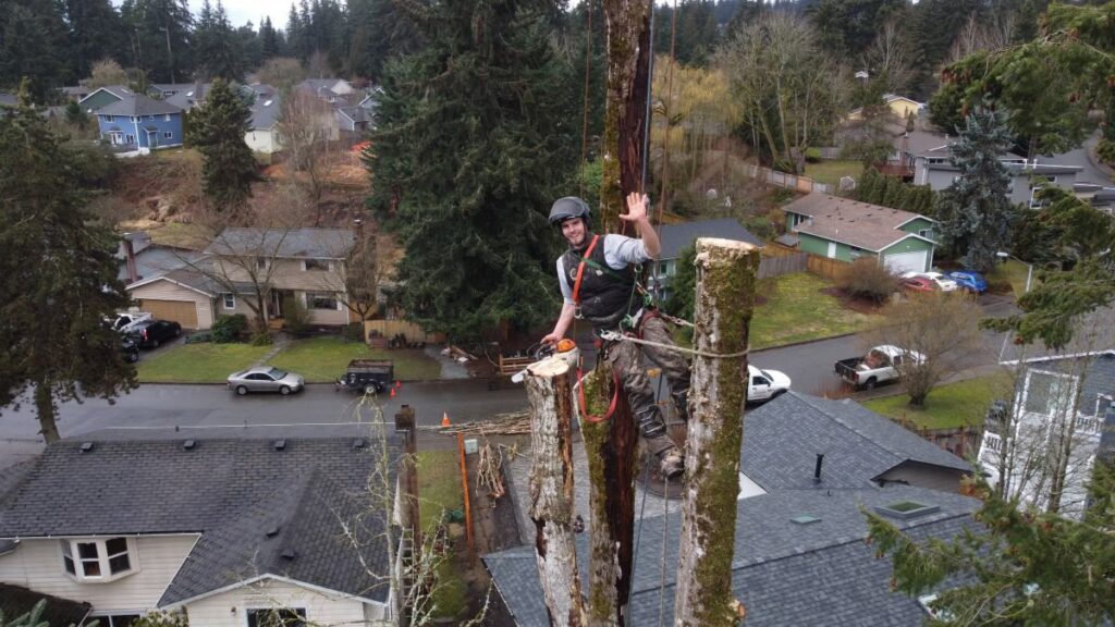 An arborist waving from a tree during removal services in a residential area by David Marrs Trees in Ellensburg, WA.