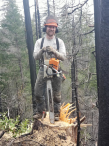 An arborist with a chainsaw standing on a freshly cut tree stump after felling a tree for Old Pro Tree Management in Great Falls, MT.