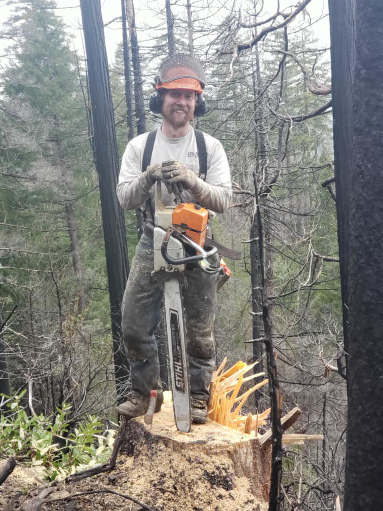 An arborist with a chainsaw standing on a freshly cut tree stump after felling a tree for Old Pro Tree Management in Great Falls, MT.