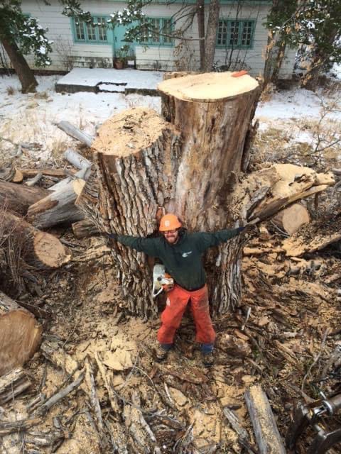 An arborist from Bozeman Arborcare Tree Service LLC standing with a chainsaw next to a large tree stump after removal in Bozeman, MT.