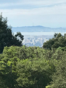 An arborist with a chainsaw giving a thumbs-up after completing tree work for Sequoia Tree Service LLC in Oakland, CA.