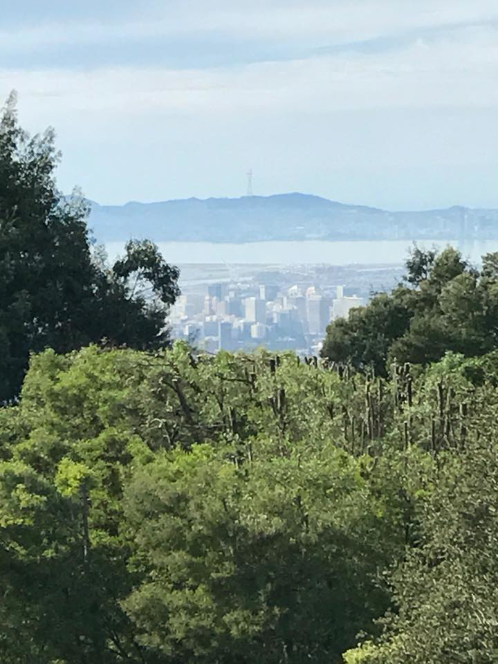 An arborist with a chainsaw giving a thumbs-up after completing tree work for Sequoia Tree Service LLC in Oakland, CA.