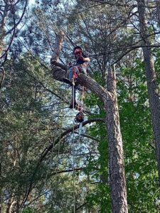 A skilled arborist with a chainsaw, safely positioned high in a pine tree for Tree & Debris Removal Service in Raleigh, NC.