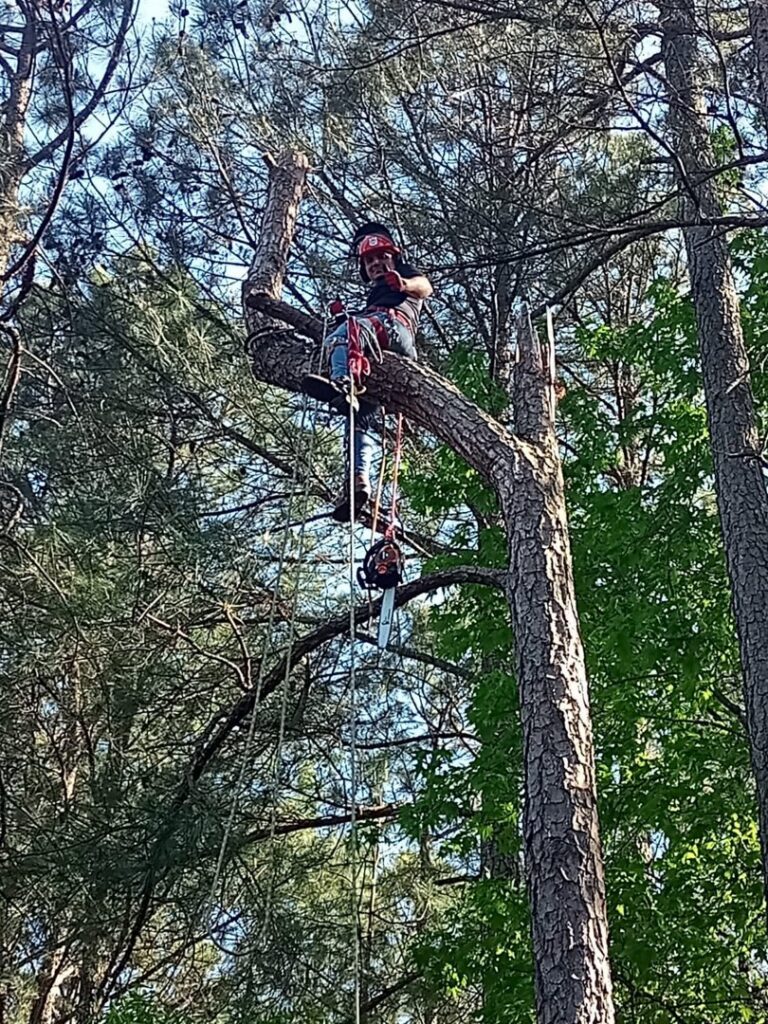 A skilled arborist with a chainsaw, safely positioned high in a pine tree for Tree & Debris Removal Service in Raleigh, NC.