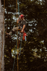An arborist with a chainsaw attached to their harness, positioned in a tree for service by Crown Cleaners in Warwick, RI.