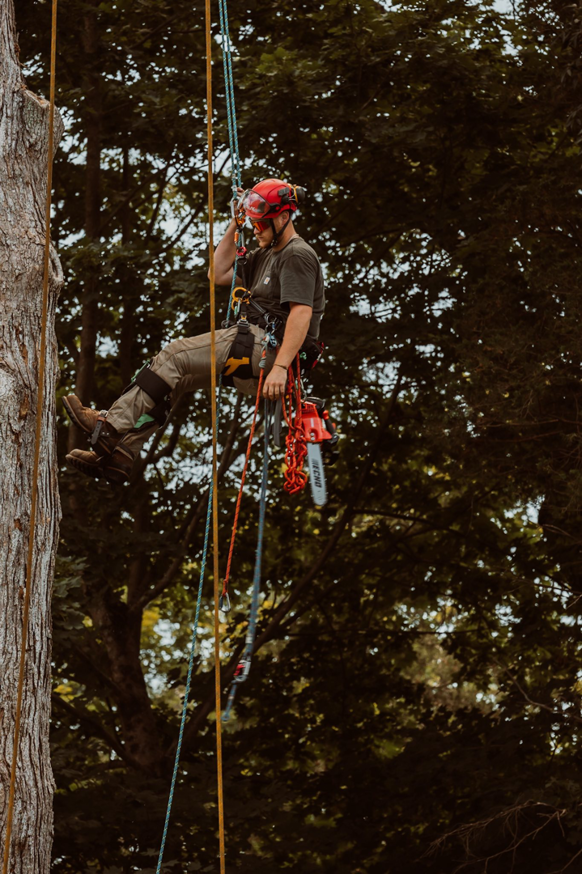 An arborist with a chainsaw attached to their harness, positioned in a tree for service by Crown Cleaners in Warwick, RI.