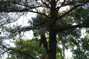 An arborist with a chainsaw attached to his harness, working in a tree for Daniel's Tree Service in Columbia, SC.