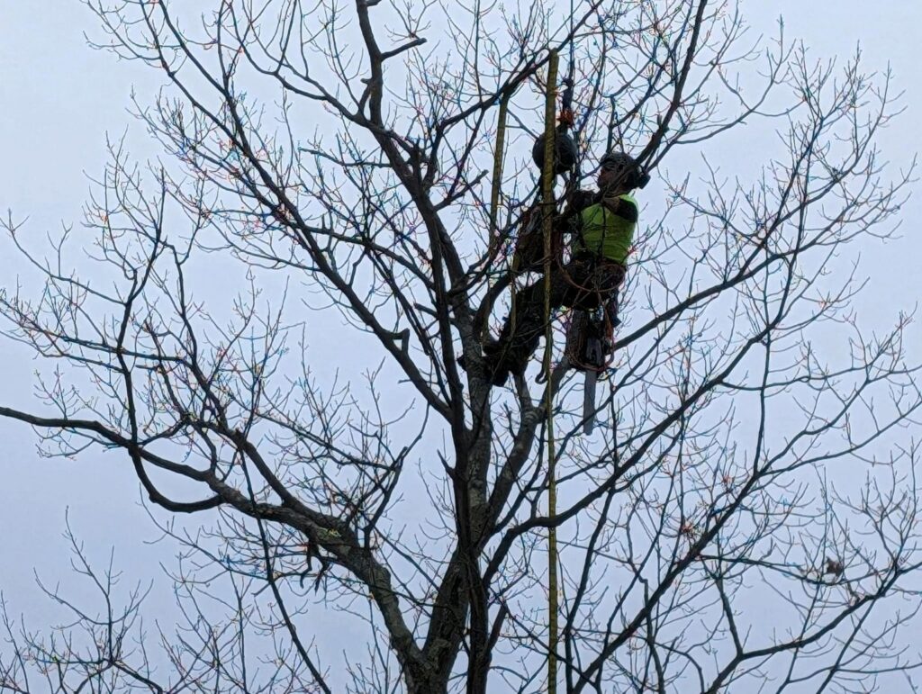 An arborist with safety gear and a chainsaw working in a bare tree for JTE & Company in Oxford, MA.