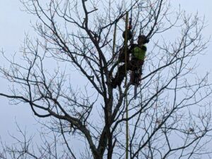 An arborist with safety gear and a chainsaw working in a bare tree for JTE & Company in Oxford, MA.
