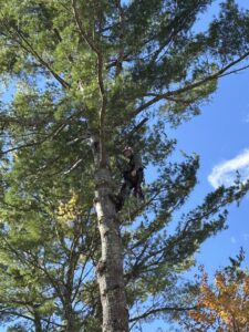 A close-up of an arborist with a chainsaw and safety gear working in a tree for Maine Tree Guy LLC in Auburn, ME.