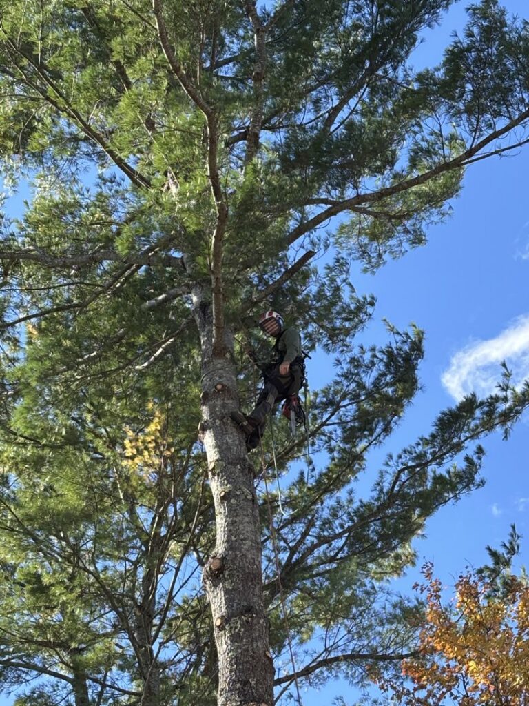A close-up of an arborist with a chainsaw and safety gear working in a tree for Maine Tree Guy LLC in Auburn, ME.