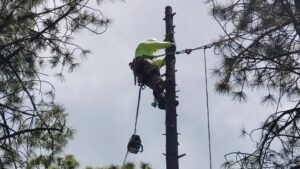 An arborist with a chainsaw high in a tree, performing tree removal for InnovationTree Specialist in Rio Rancho, NM.