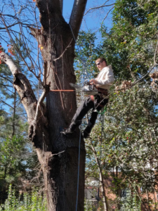 An arborist with a chainsaw preparing for tree trimming or removal by Lambert's Tree Service in Fayetteville, NC.